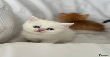 British Shorthair cats - Advert 9