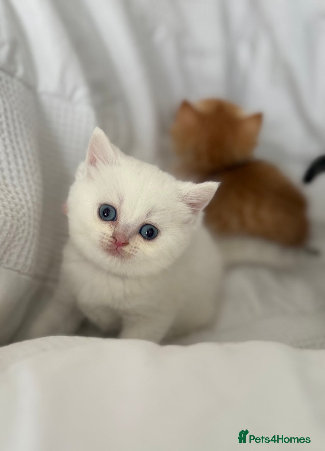 British Shorthair cats for sale: Stunning silver tipped GCCF kitten - Image 2