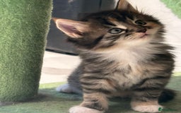 Maine Coon cats for sale: Stunning Mainecoon Kittens - Image 7
