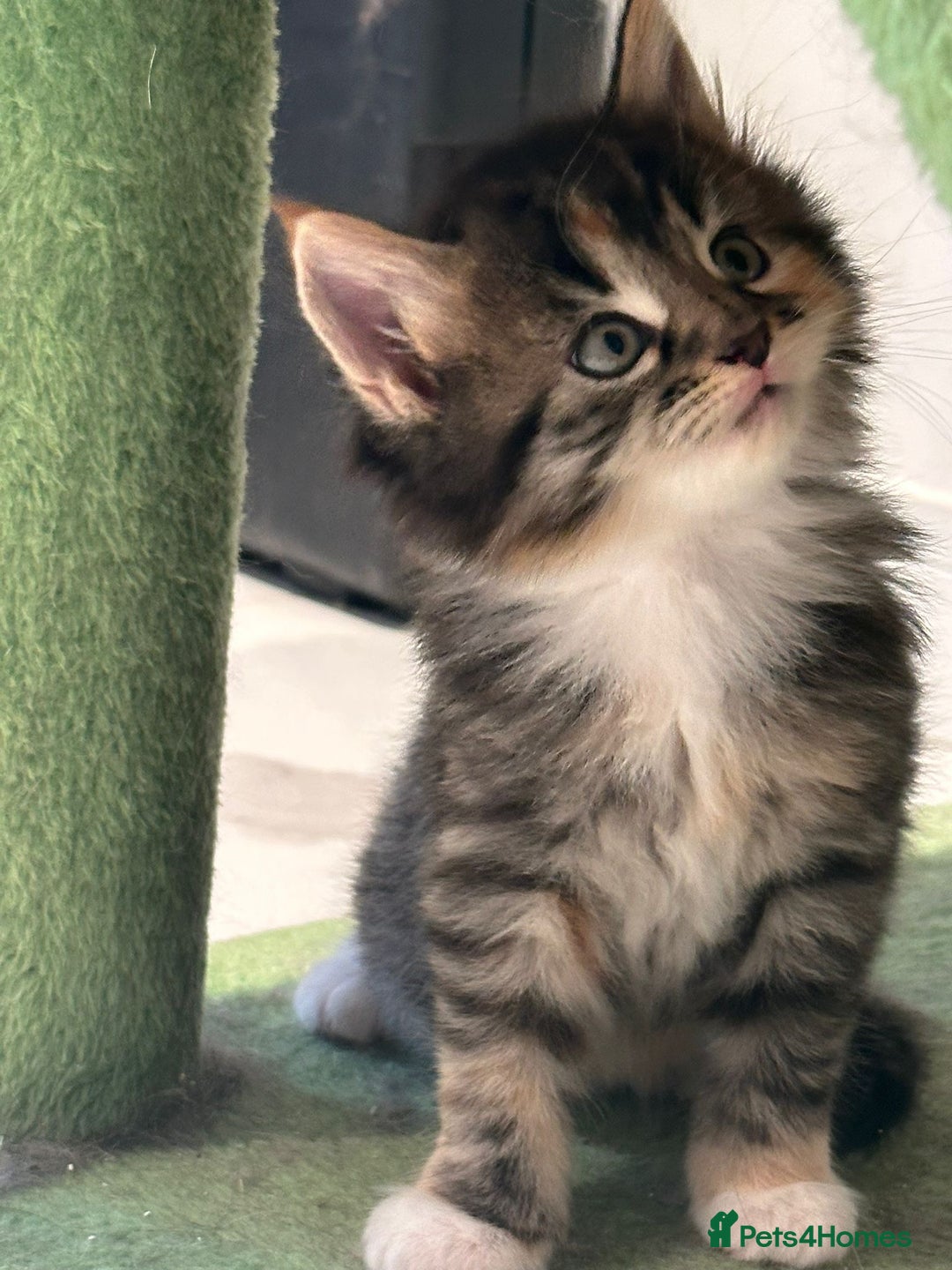 Maine Coon cats for sale: Stunning Mainecoon Kittens - Image 7