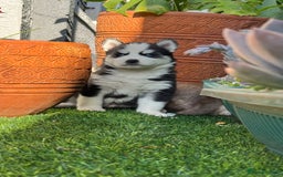Siberian Husky dogs for sale: Siberian husky puppies - Image 9