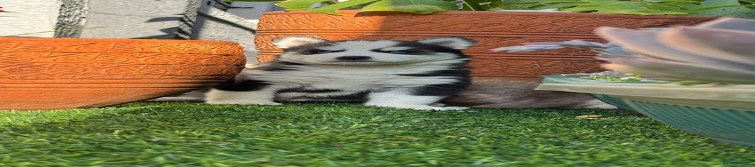 Siberian Husky Puppy 5