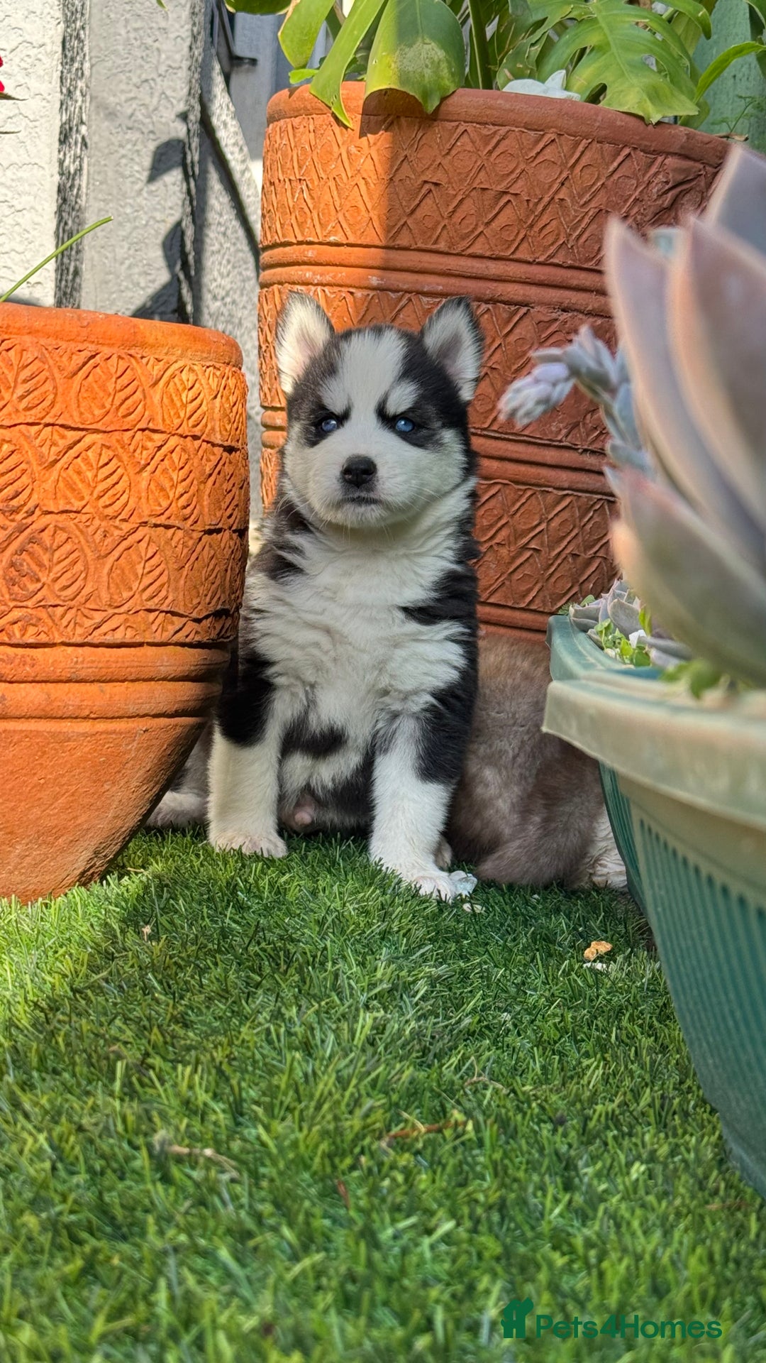 Siberian Husky dogs for sale: Siberian husky puppies - Image 9