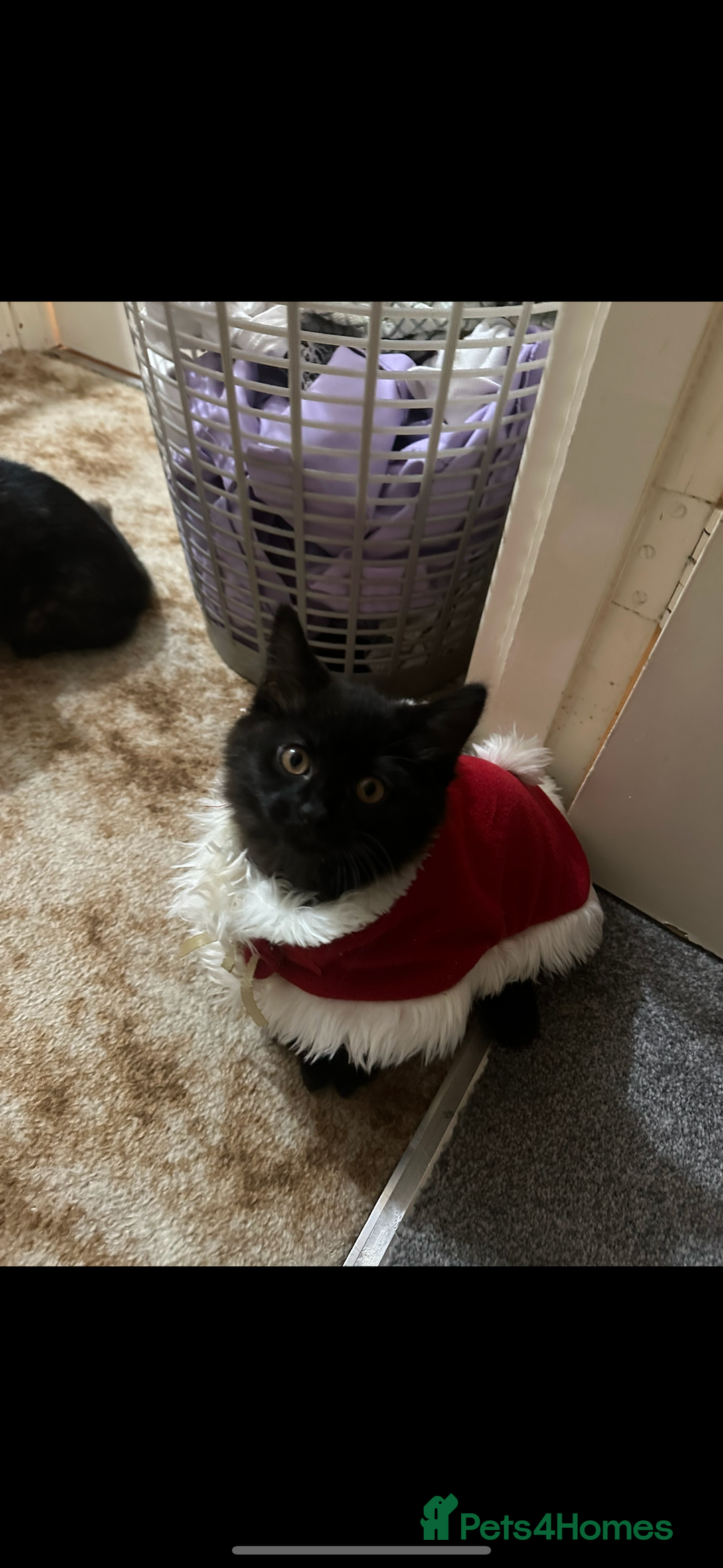 British Longhair cats for sale: DISABLED British long hair kitten - Advert 1