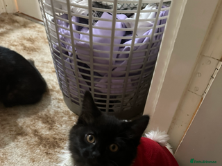 British Longhair cats DISABLED British long hair kitten - Advert 8