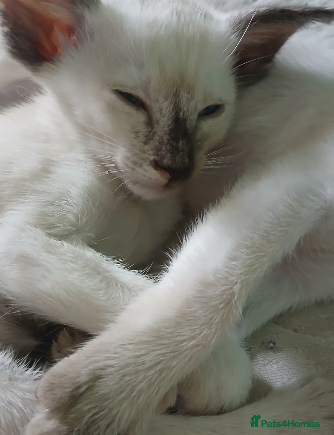 Siamese cats for sale: Siamese Beautiful Girls. GCCF  in Middlesbrough - Advert 2