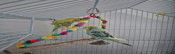 Budgerigars birds for sale: 3 budgies and cage - Advert 1