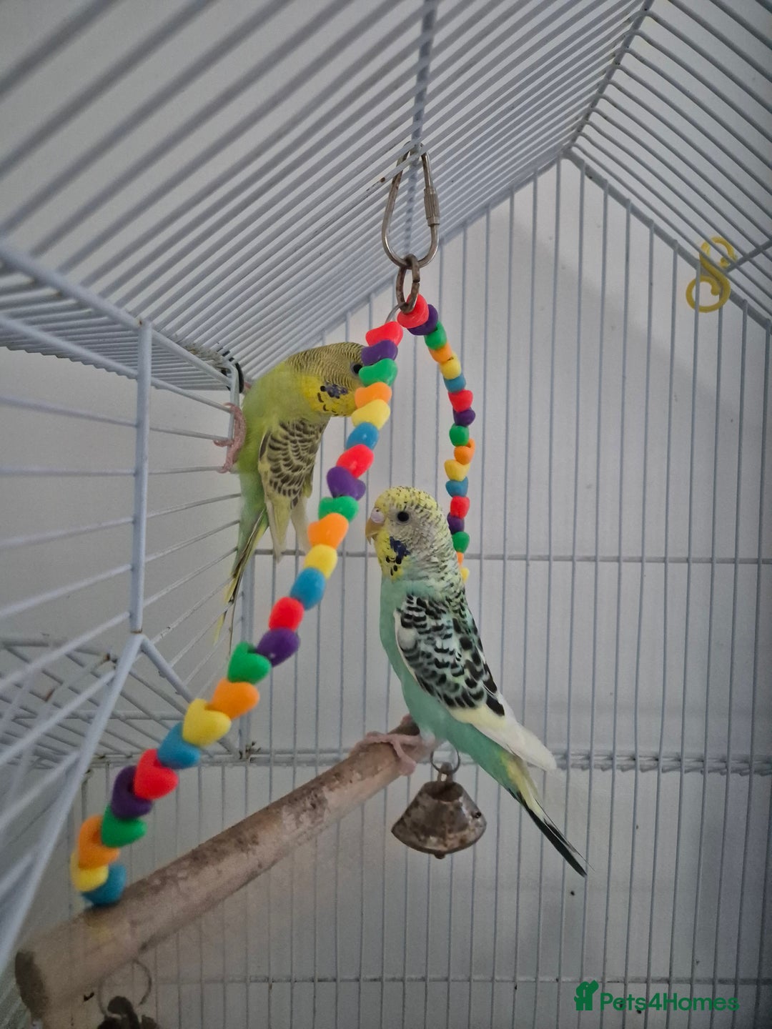 Budgerigars birds for sale: 3 budgies and cage - Advert 1