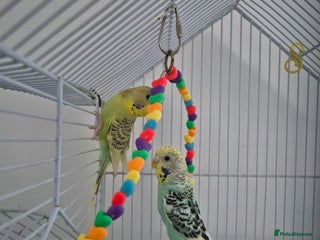 Budgerigars birds 3 budgies and cage - Advert 2