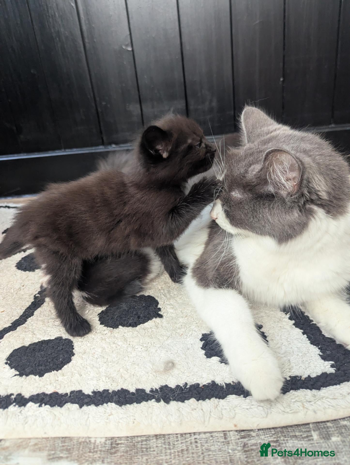 Mixed Breed cats 2 stunning black boys for sale  - Advert 1
