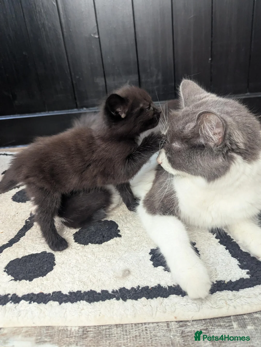 Mixed Breed cats for sale: 2 stunning black boys for sale  - Advert 1