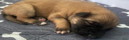 German Shepherd dogs for sale: Free Female German shepherd / Lurcher 1 year old in Gateshead - Advert 14