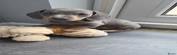 Miniature Dachshund dogs for sale: Miniature Dachshund puppies  - Advert 6