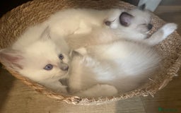 Ragdoll cats for sale: Beautiful litter of Ragdoll baby’s! 🐱🤍🐱 - Image 3