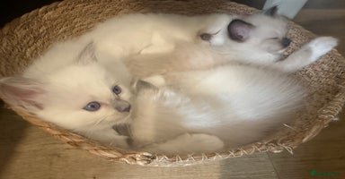 Ragdoll cats - Advert 1