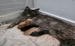 Maine Coon cats for sale: Chunky mainecoon babies - Image 6