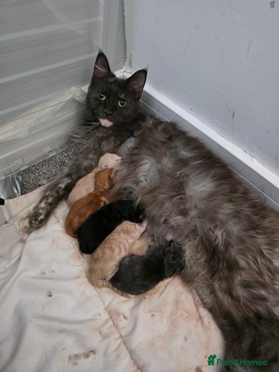 Maine Coon cats for sale: Chunky mainecoon babies - Image 6