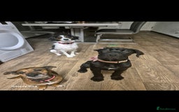 Mixed Breed dogs for sale: 2 female older dogs  - Image 2