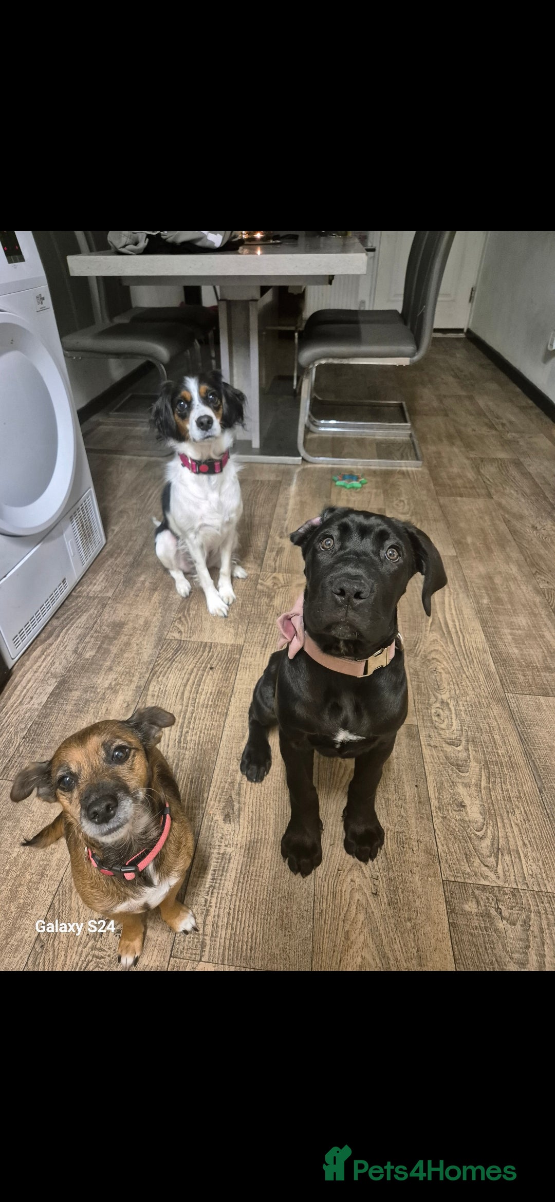 Mixed Breed dogs for sale: 2 female older dogs  - Image 2