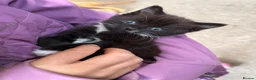 Mixed Breed cats for sale: Tuxedo girl kitten  - Advert 3