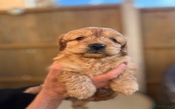 Cockapoo dogs for sale: cockapoo puppies - Advert 5