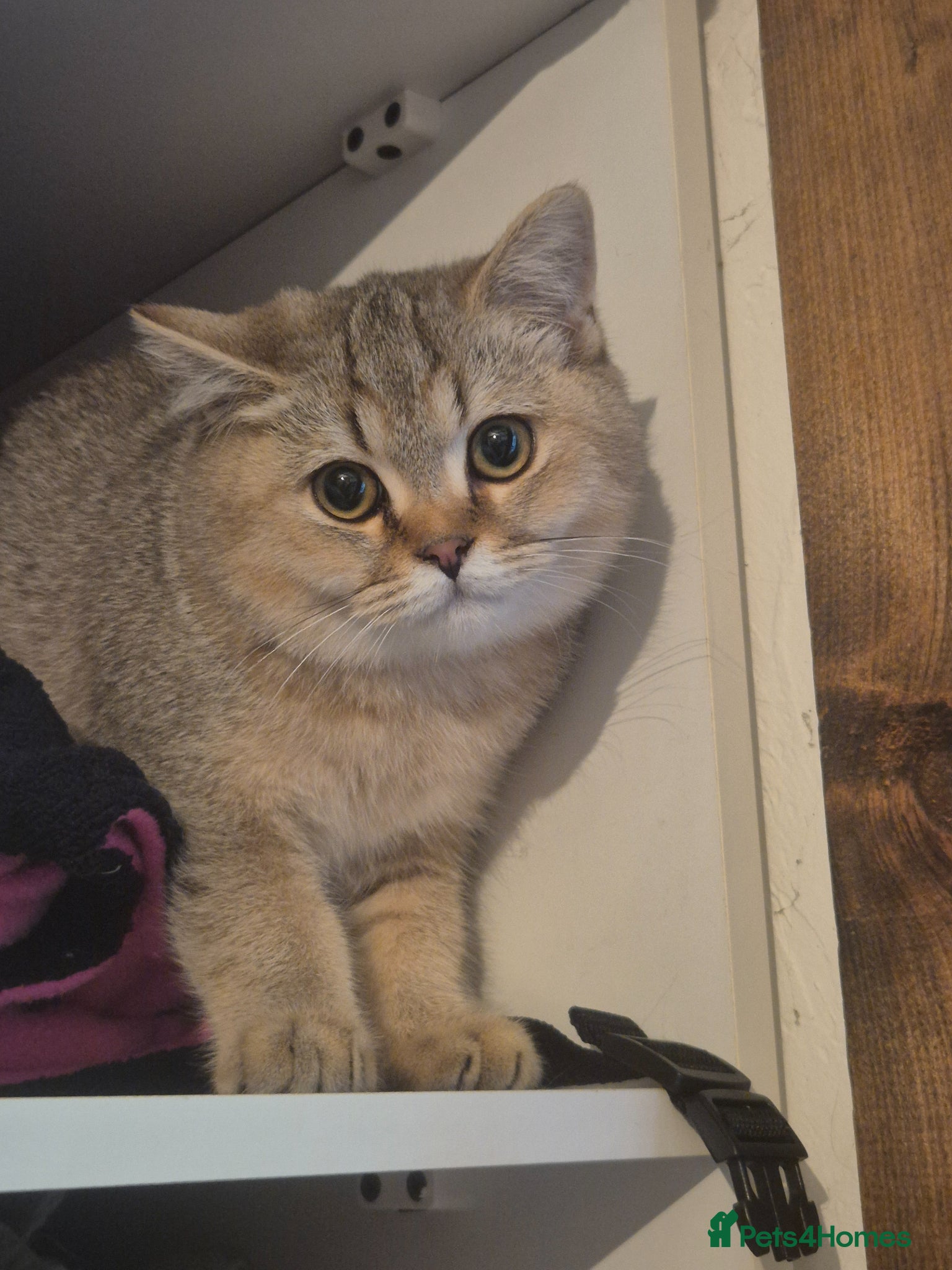 British Shorthair cats 💙Registered gold shorthair BOY💙-READ CAREFULLY - Advert 5