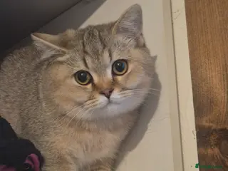 British Shorthair cats 💙Registered gold shorthair BOY💙-READ CAREFULLY - Advert 5