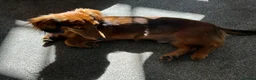 Miniature Dachshund dogs for sale: Beautiful Pedigree Long-Haired Dachshund Puppy - Advert 8