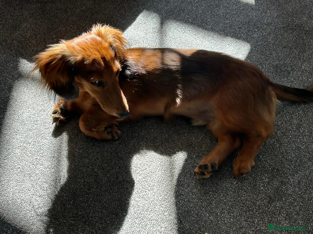 Miniature Dachshund dogs for sale: Beautiful Pedigree Long-Haired Dachshund Puppy - Advert 8