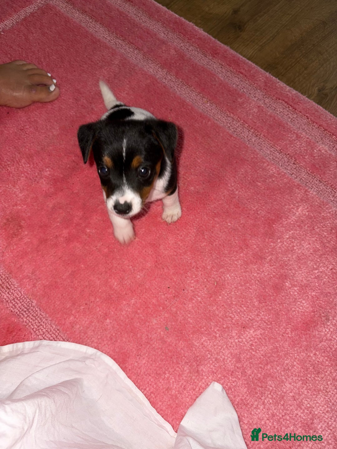 Jack Russell dogs for sale: Jack Russell Pure Breed Puppy’s  - Image 12