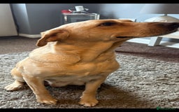 Labrador Retriever dogs for sale: LABRADOR PUPPYS 5WEEKS READY TO VIEW - Image 8