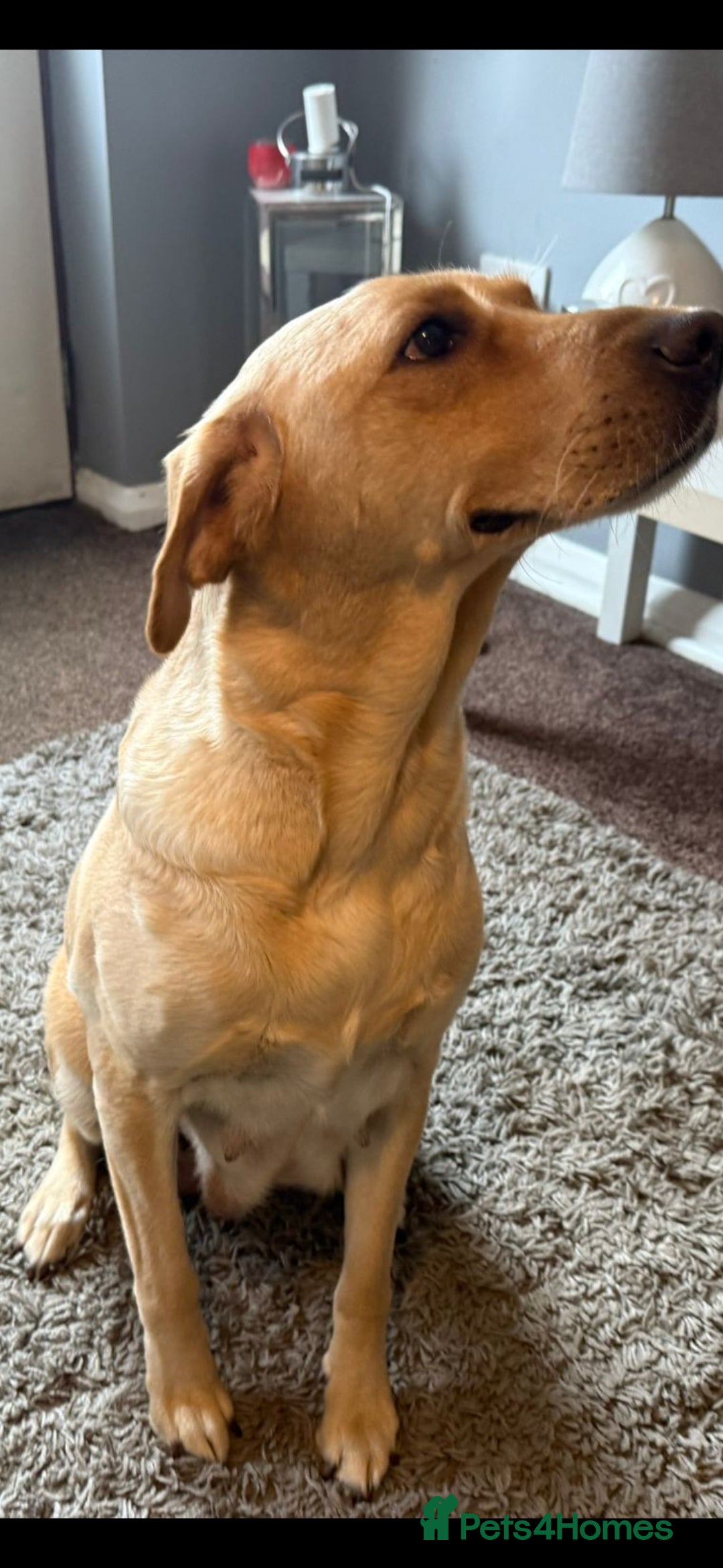 Labrador Retriever dogs for sale: LABRADOR PUPPYS 5WEEKS READY TO VIEW - Image 8