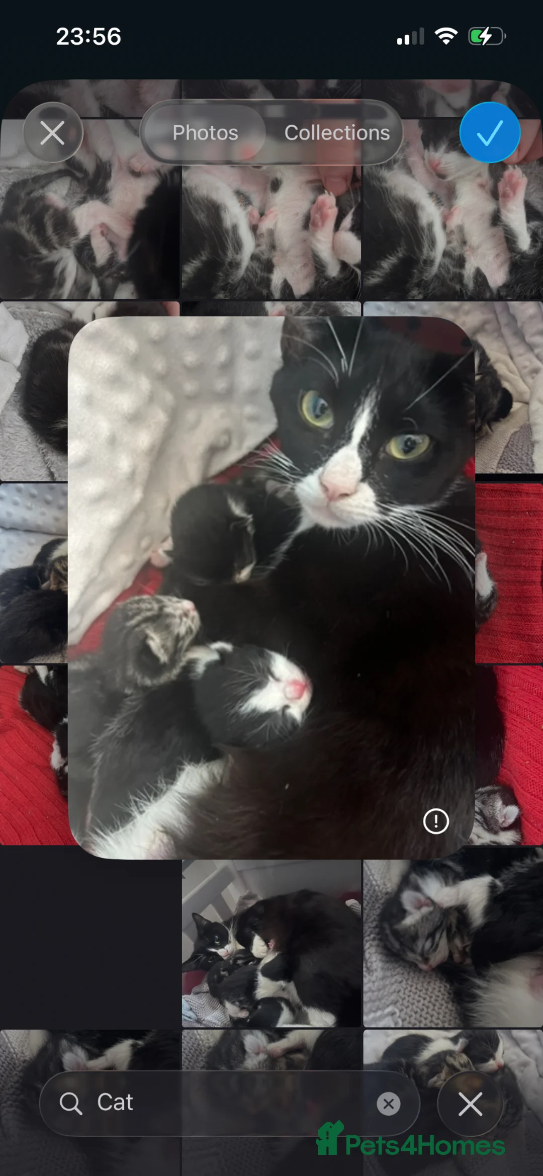Domestic Shorthair cats for sale: 3 x Tux Kittens - Advert 6