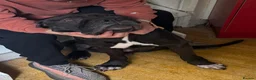 Mixed Breed dogs for sale: Sav is looking for a new family - Advert 4