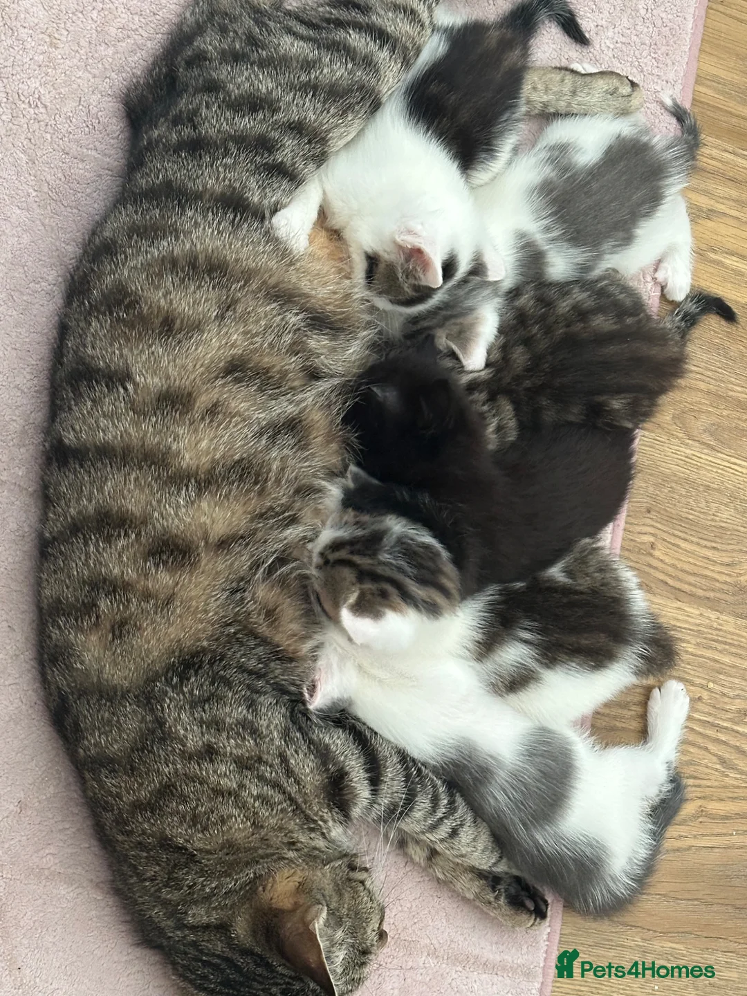 Mixed Breed cats for sale: Cute kittens - Advert 25