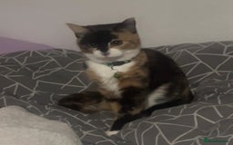 Mixed Breed cats for sale: In need of a new home ASAP - Advert 2