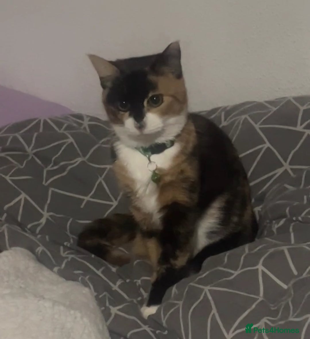 Mixed Breed cats for sale: In need of a new home ASAP - Advert 2