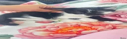 Mixed Breed cats for sale: Small kittens ready now london n9  in London - Advert 8