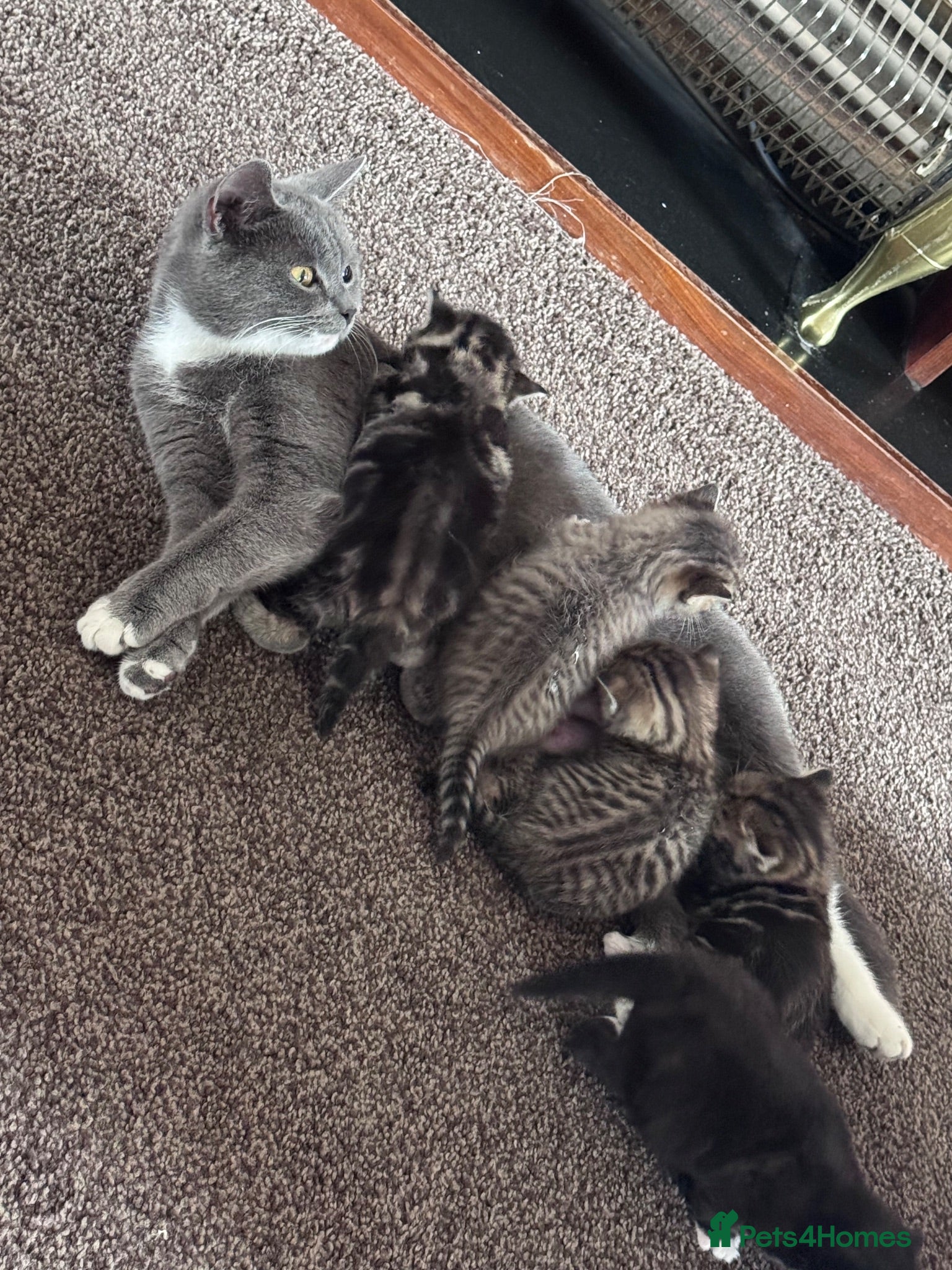 Mixed Breed cats British short hair X Tabby Kittens - Advert 6