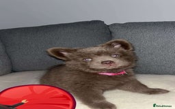 Mixed Breed dogs for sale: Chow chow cross for rehoming - Image 3