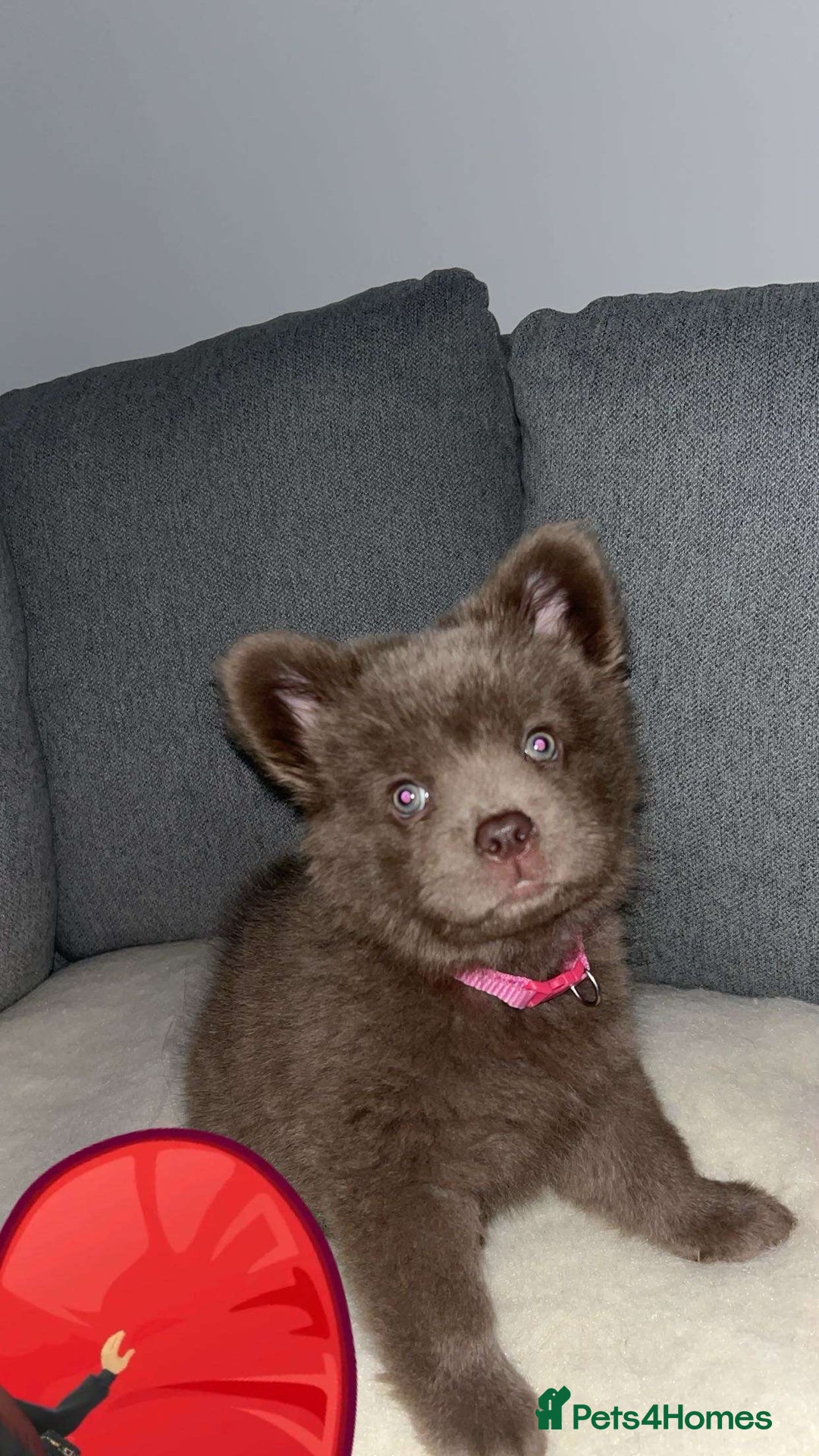 Mixed Breed dogs for sale: Chow chow cross for rehoming - Image 3
