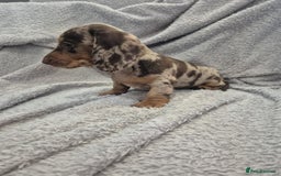 Miniature Dachshund dogs for sale: Kc dachshund babies ready next week - Image 8