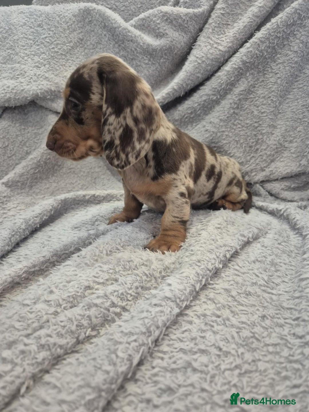 Miniature Dachshund dogs for sale: Kc dachshund babies ready next week - Image 8