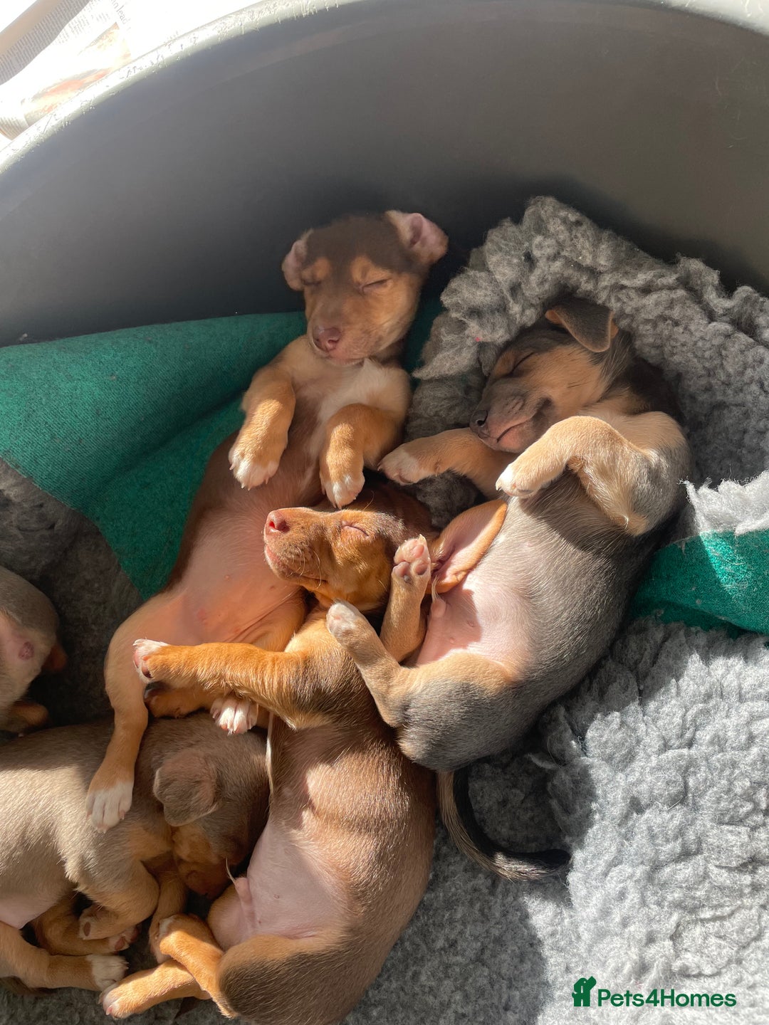 Jack Russell dogs for sale: 🐾 Miniature Jack Russell Puppies 🐾 - Image 21