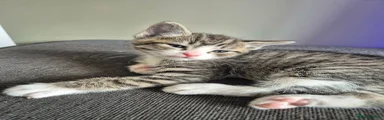 Thumper 