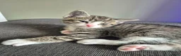 Domestic Shorthair cats for sale: 3 beautiful kittens in Kidderminster - Advert 3