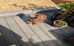 Patterdale Terrier dogs for sale: Fell Terrier bitch..  - Image 4