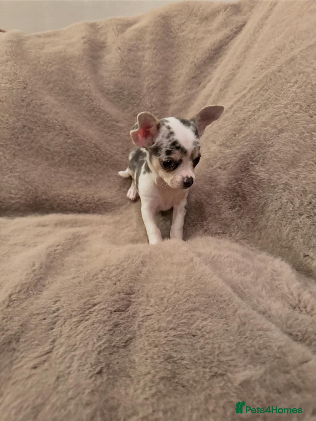 Chihuahua dogs for sale: 🌸🐶 Chihuhua Puppies 🐶🌸 - Image 10