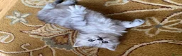 Siberian cats for sale: Siberian x Siberian Neva Masquerade Kittens - Advert 7
