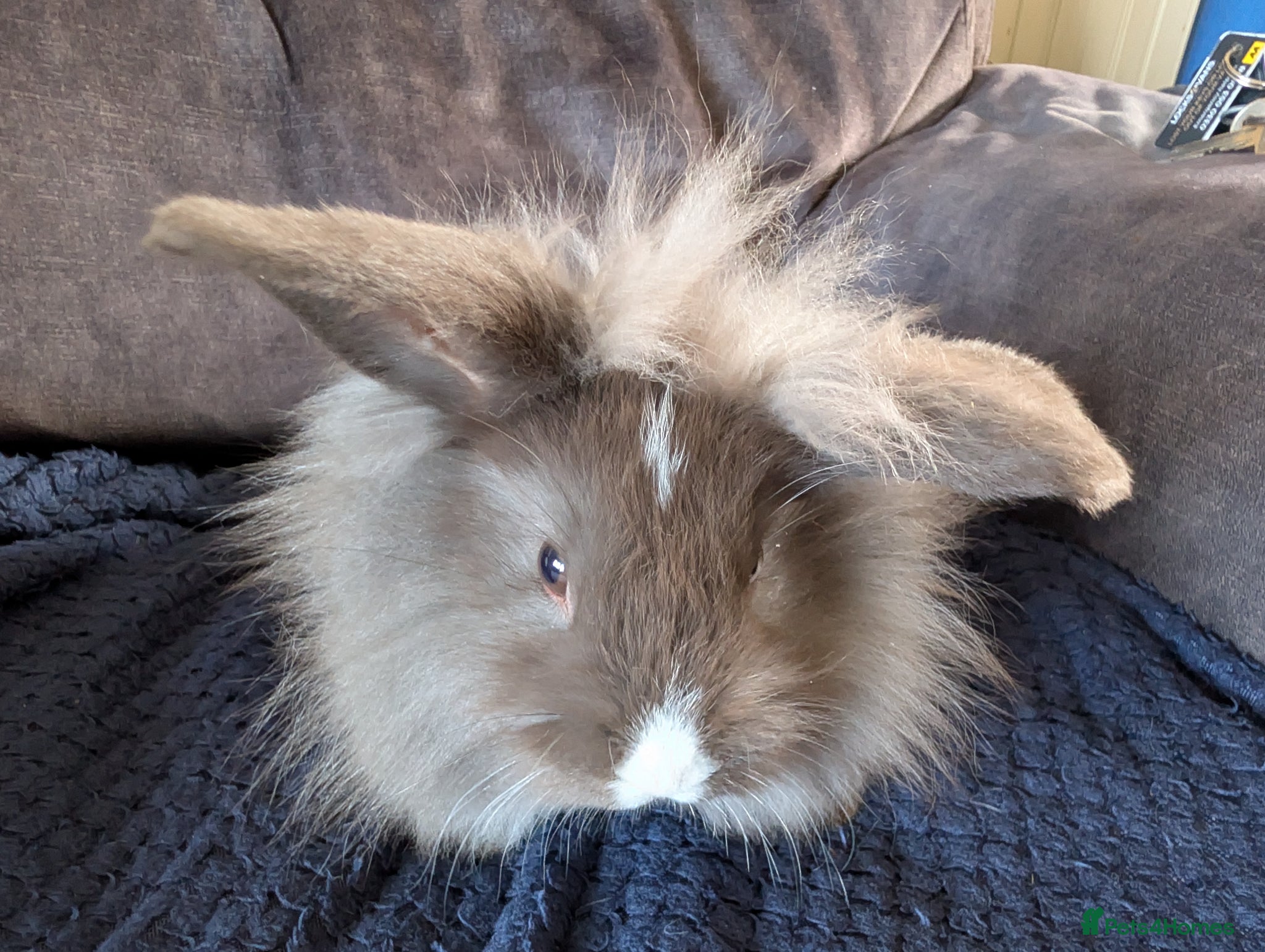 Mixed Breed rabbits Baby bunnys - Advert 2